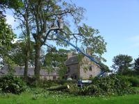  and two sycamores removed quickly and some tidying to a dead elm